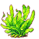 Small Seaweed